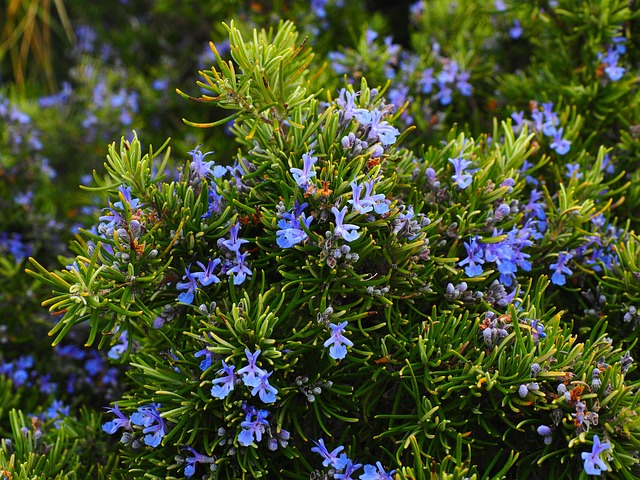 rosemary, blossoms, blue, violet, rosmarinus officinalis, rosmarinus, subshrub, lip petals, lamiaceae, wild rosemary, shrub, branches, fragrant, aromatic, provence kräutermischung, aromatic plant, mediterranean, fragrant plant, seasoning, rosemary, rosemary, rosemary, rosemary, rosemary