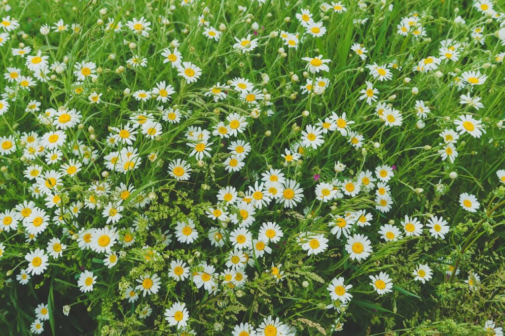 gf0148fd7b69aa19a619af9ec1b8ea0498d4ba1df34c44031abd2a2d19f1cfd1c1c8017b2cc60d99472a34575d4ea383ef56d815df92e4d9870870f2855889bd7 1280 5251868 camille, flowers, field, beautiful flowers, flower background, meadow, leucanthemum, botany, yellow, white, bloom, plant, nature, garden, flower wallpaper, flowerbed, herbaceous, chamomile, wildflower, petals, spring, chrysanthemum, camile, outdoor, summer